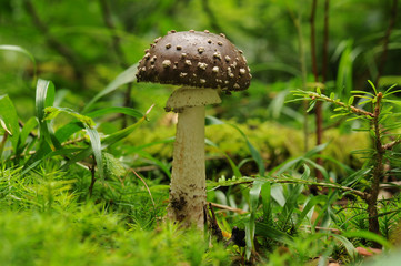 Amanita pantherina, known as the panther cap and false blusher