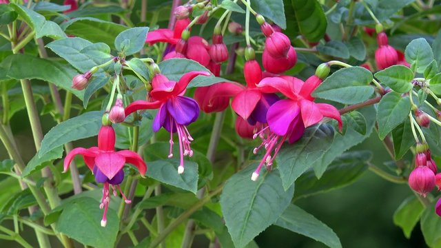 hanging Fuchsia in the nature