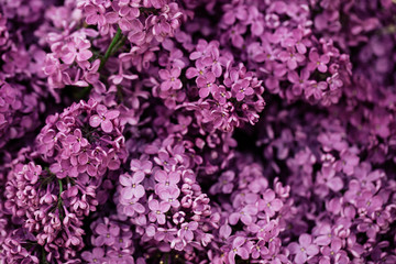  lilac flowers