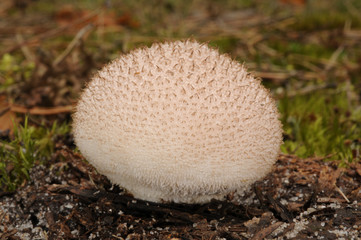 Lycoperdon perlatum fungus