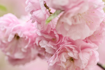 Cherry blossom background