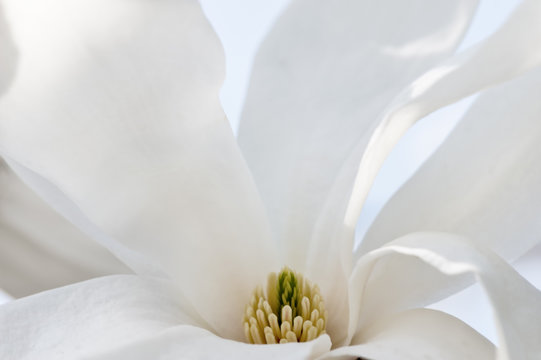 Fototapeta Magnolia abstract background