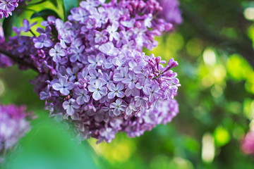 Green branch with spring lilac flowers