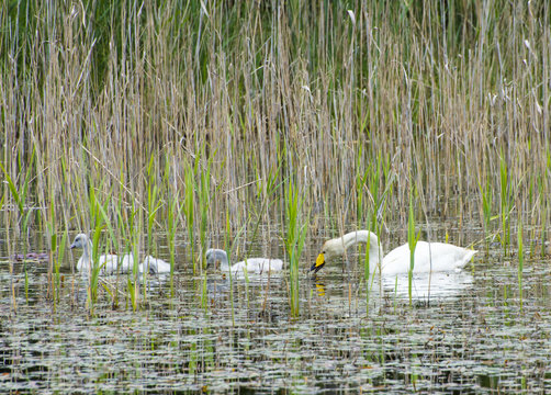  Tundra Swan (Cygnus Columbianus)