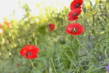 Полевые маки