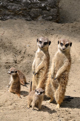 Семья сурикатов.