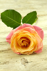 rose 02062015
