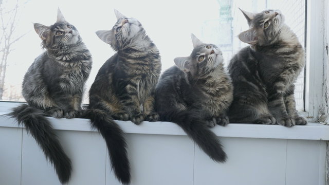 4k footage of A Tabby Maine Coon kittens to play at a window 