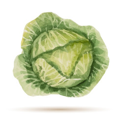 Obraz premium Watercolor handmade cabbage