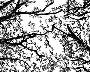 Trees Background