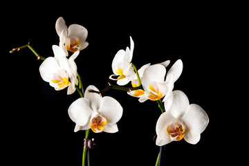 Naklejka na ściany i meble white orchid flowers