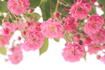 Fototapeta na wymiar Pink rose bush