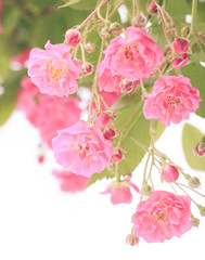 Fototapeta na wymiar Pink rose bush