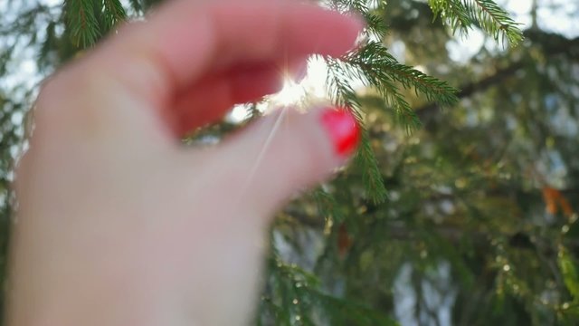 Woman's blurred hand reaches for the fir branch on magic sun
