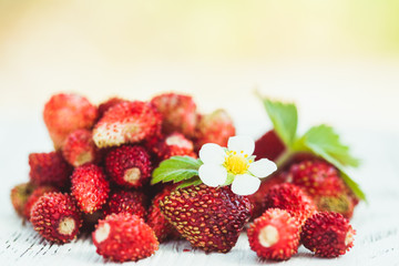 Wild strawberry