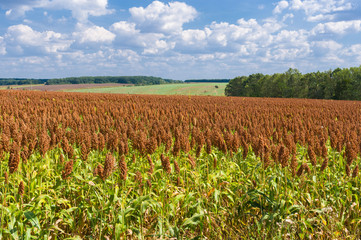 Fototapeta na wymiar Summer landscape with panicum field in central Ukraine