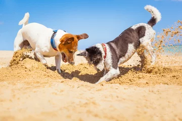 Abwaschbare Fototapete Lustiger Hund Hunde graben ein Loch