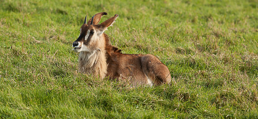 young resting sable antelope