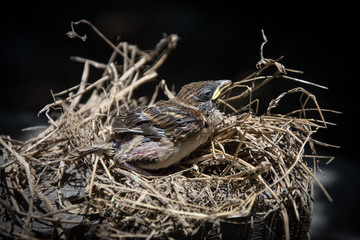 Naklejka na ściany i meble baby bird in nest 