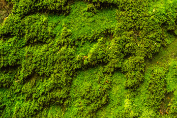 closeup moss background