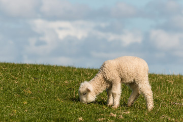 Fototapeta premium isolated newborn lamb grazing on meadow