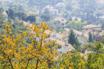 Fototapeta premium view of the houses in a forest on the island of Biyukada