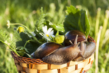 Two snails hug in basket in garden