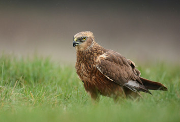 Marsh harrier