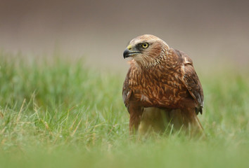 Marsh harrier