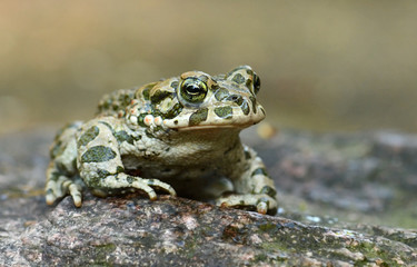 Green toad