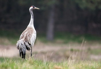 Common crane (Grus grus)