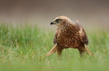 Marsh harrier