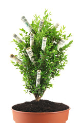 Decorative tree in pot with money isolated on white