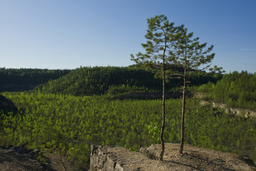 Pine forest in the abandoned stone quarry