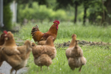 Rooster and chickens grazing on the grass.
