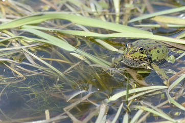 Beautiful green frog is at pond over plants, in spring season.