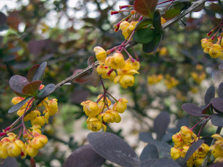 barberry flowers
