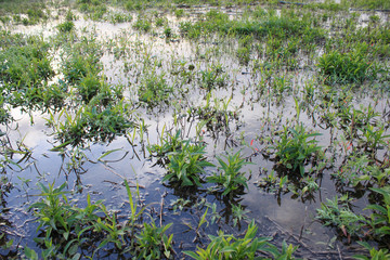 Wetlands rainy season