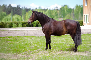 Fototapeta premium brown horse standing outdoors
