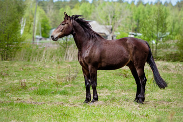 Naklejka na ściany i meble beautiful brown horse standing on a field