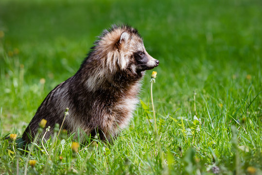 raccoon dog sitting on grass