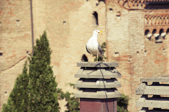 Seagull on the chimneypot