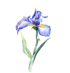 the iris flowers watercolor isolated on the white background. - 84379309