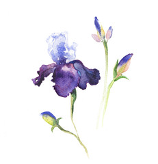 the iris flowers watercolor isolated on the white background. - 84379311