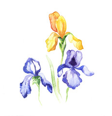 the iris flowers watercolor isolated on the white background. - 84379316