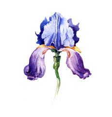 the iris flowers watercolor isolated on the white background. - 84379318
