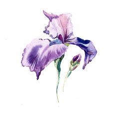 the iris flowers watercolor isolated on the white background.
