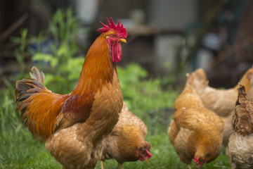 Rooster and chickens grazing on the grass