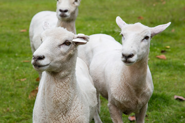 Naklejka na ściany i meble Flock of sheep in New Zealand.