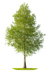 Fototapeta premium Zielony wiosny brzozy drzewo odizolowywający na białym tle